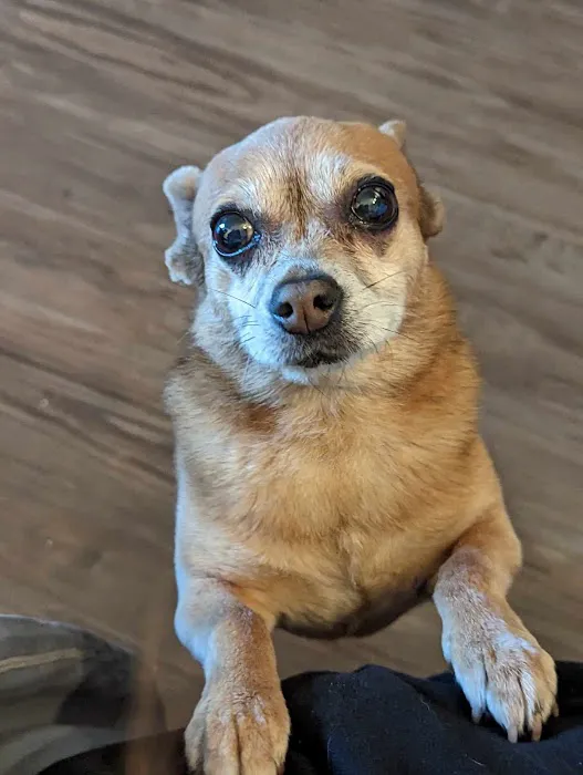 Northridge Pet Hospital 5