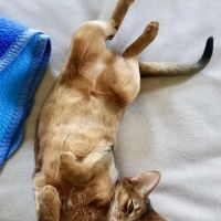 Porter Veterinary Center ico