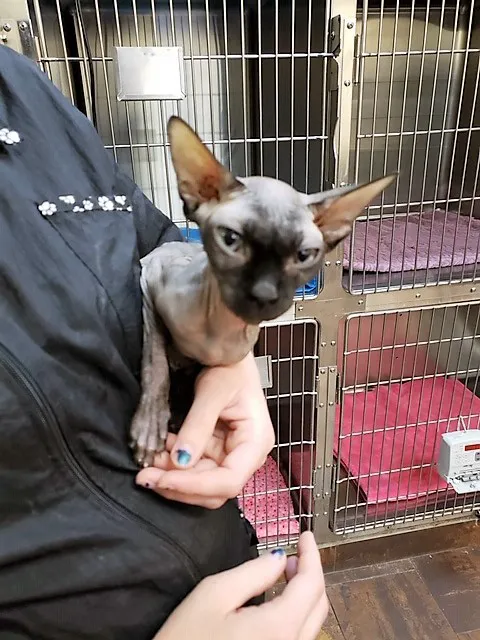 Porter Veterinary Center 6