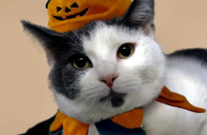 Porter Veterinary Center 8