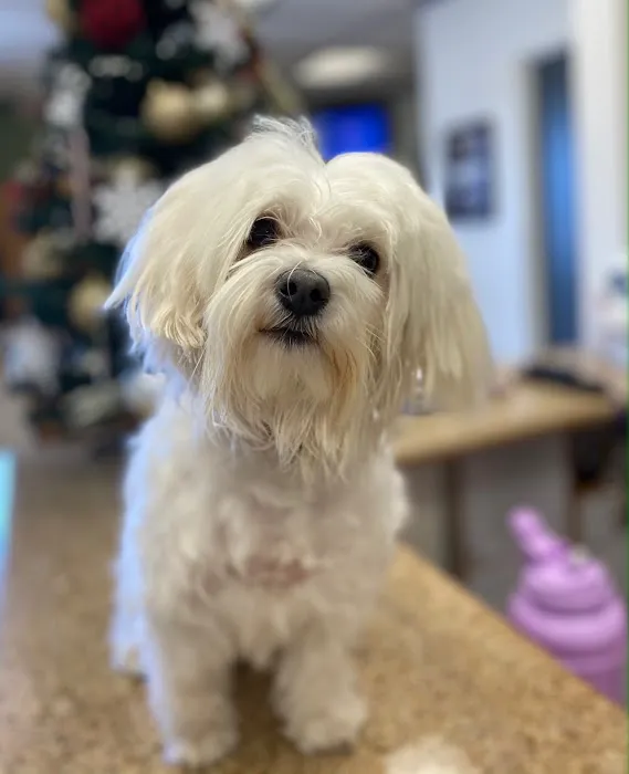 Northridge Animal Medical Center 6