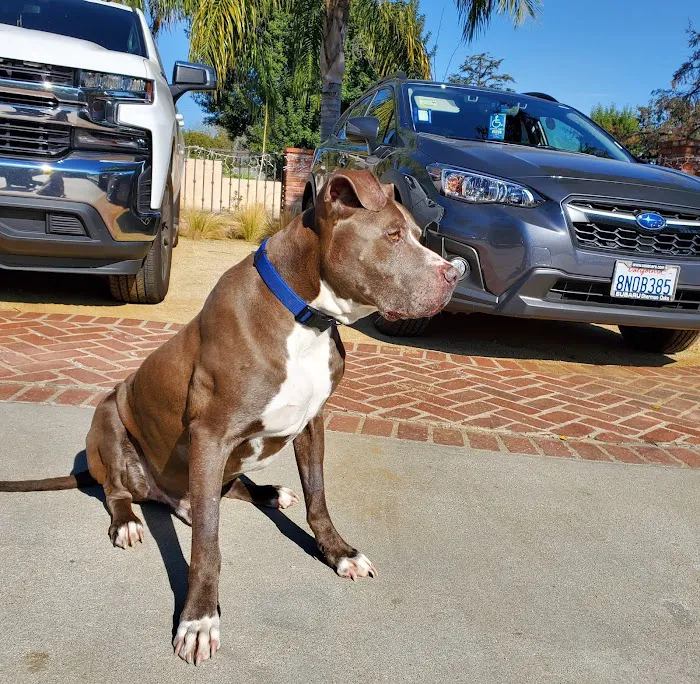 Northridge Animal Medical Center 10
