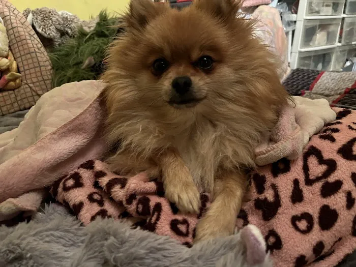 Northridge Animal Medical Center 9