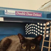 Northridge Animal Medical Center ico