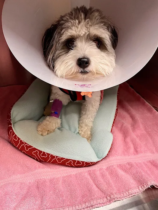 Pet Cure Veterinary Center 10