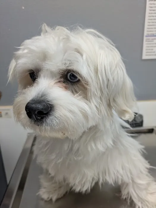 Pet Cure Veterinary Center 7