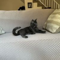 Pet Cure Veterinary Center ico