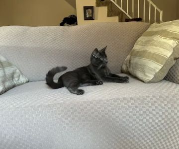 Pet Cure Veterinary Center