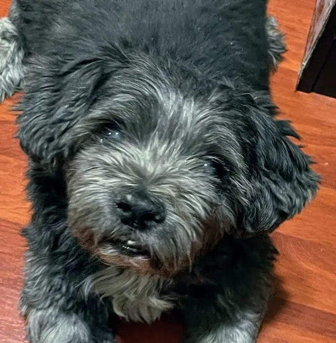 Morley Animal Hospital 3