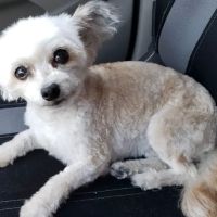 Morley Animal Hospital ico