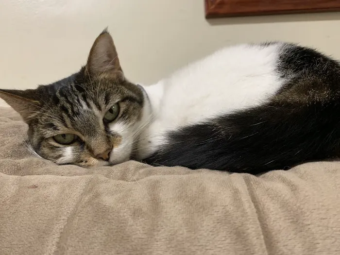 Morley Animal Hospital 7