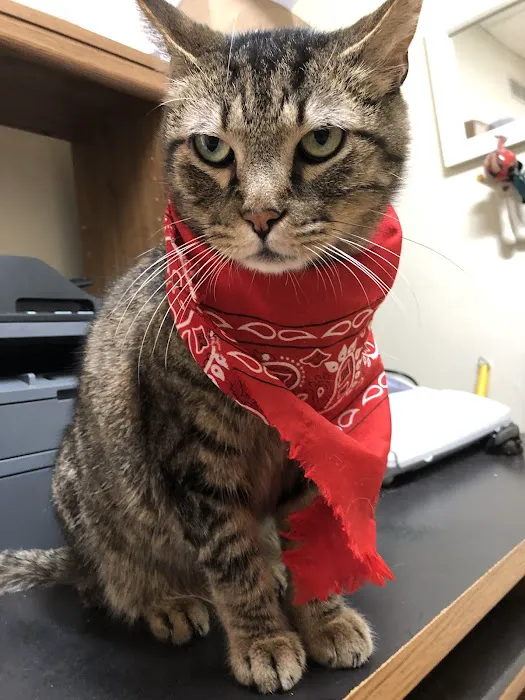 Morley Animal Hospital 10