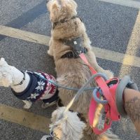 Low Cost Pet Vaccines of Los Angeles - One Generation Parking Lot ico