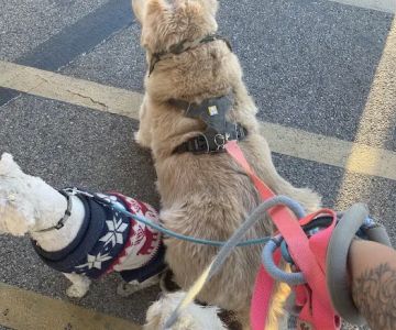 Low Cost Pet Vaccines of Los Angeles - One Generation Parking Lot