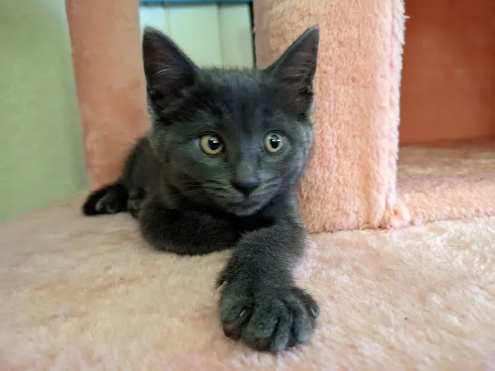 Low Cost Pet Vaccines of Los Angeles - One Generation Parking Lot 6