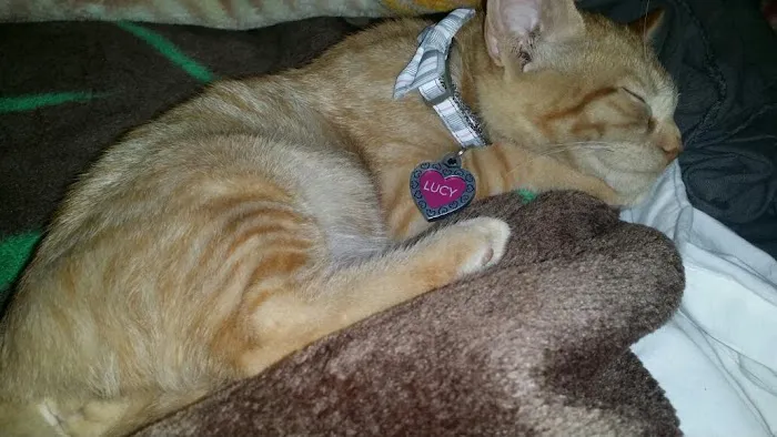 VCA McClave Animal Hospital 3
