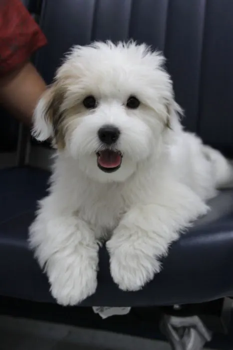 VCA McClave Animal Hospital 6