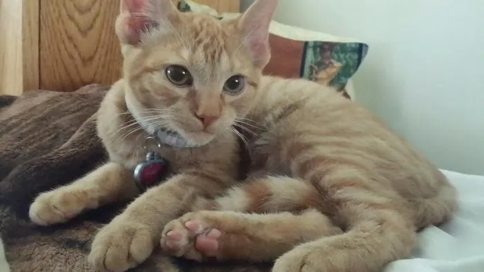 VCA McClave Animal Hospital 4