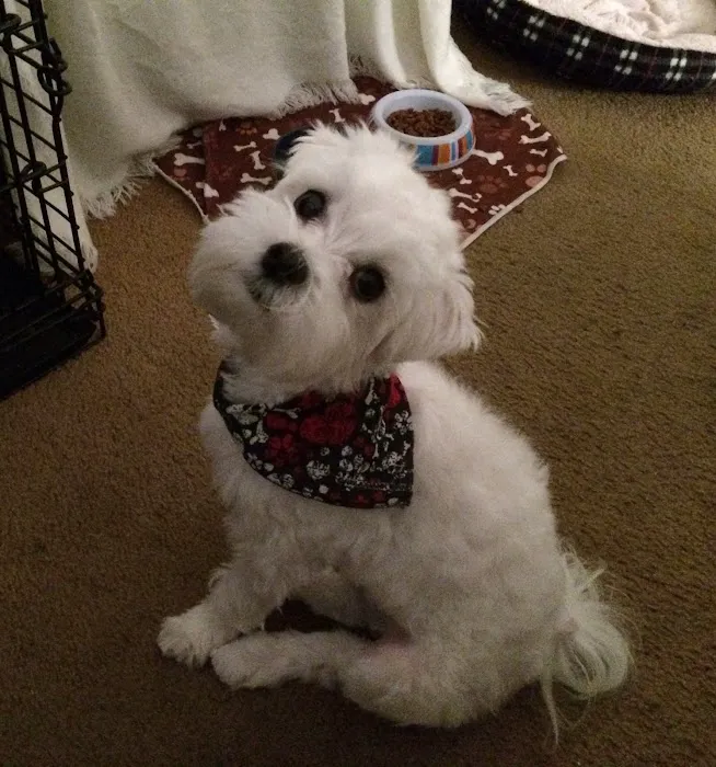 VCA McClave Animal Hospital 9