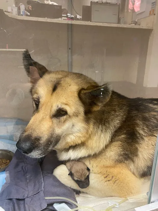Encino Pet Hospital and Emergency 6