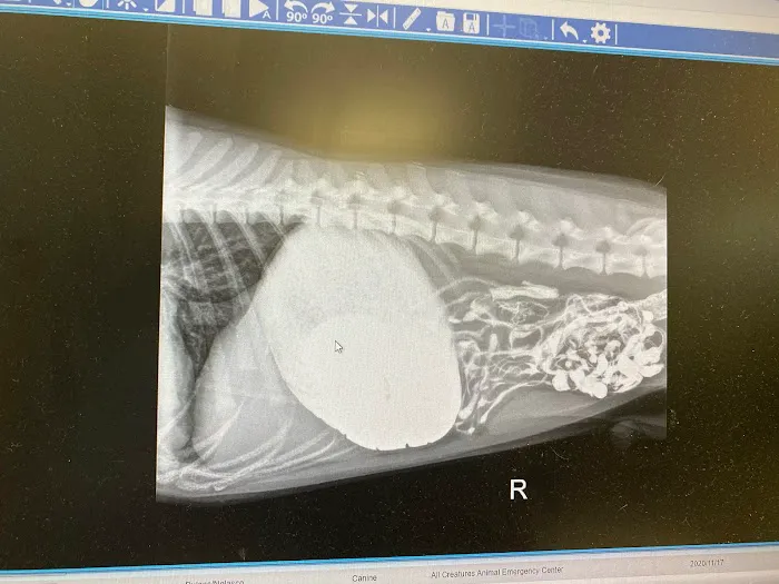 Encino Pet Hospital and Emergency 10