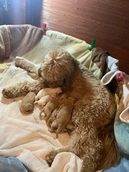 Encino Pet Hospital and Emergency 2