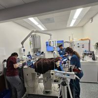 Encino Veterinary Center ico