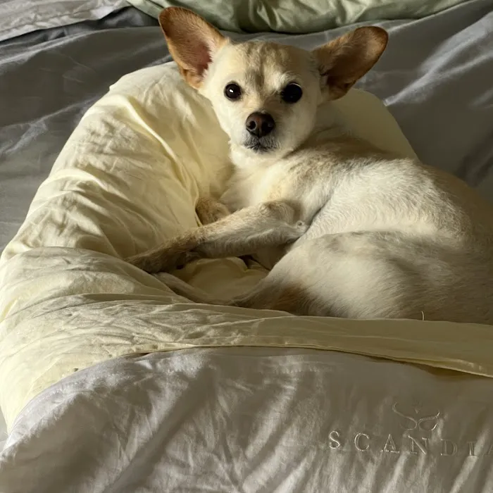Animal Clinic of Encino 8