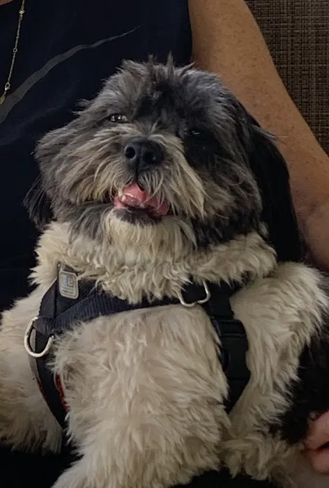 Tarzana Pet Clinic 4