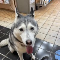 Tarzana Pet Clinic ico
