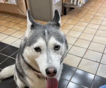Tarzana Pet Clinic