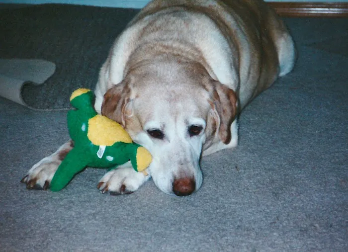 B & C Animal Companion Care 8