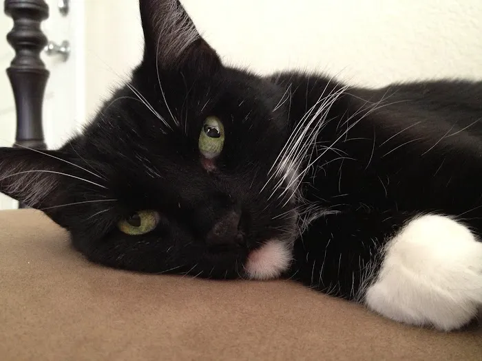 B & C Animal Companion Care 4