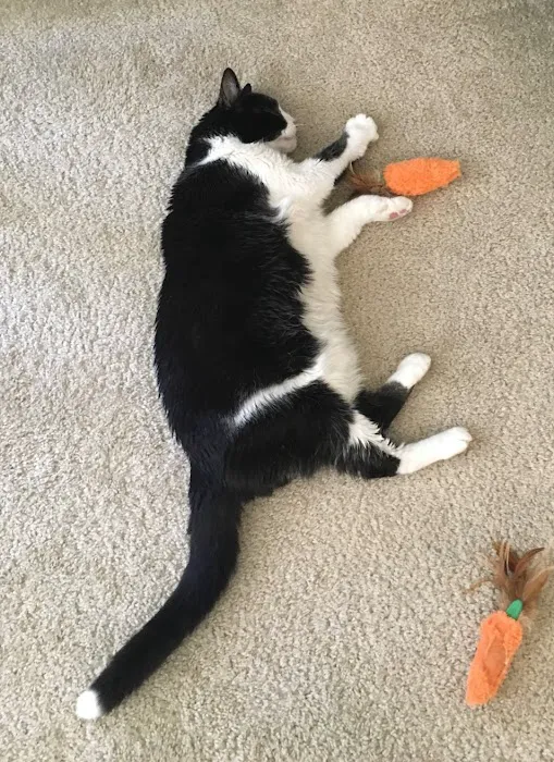 B & C Animal Companion Care 2