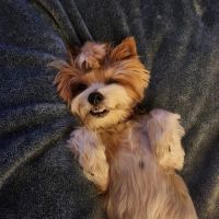 Town & Country Veterinary Hospital ico