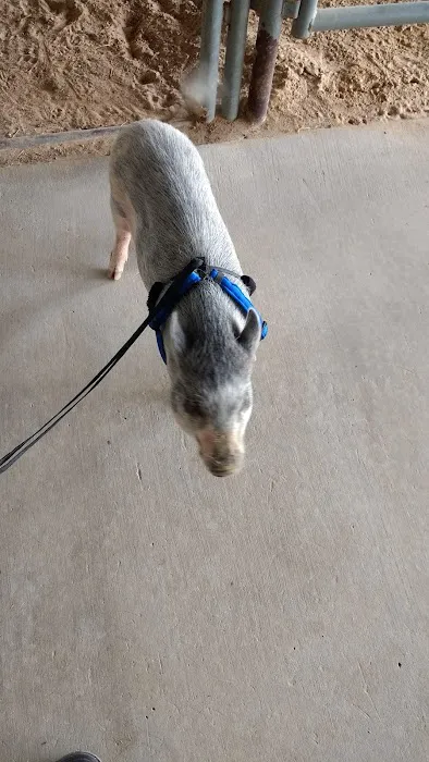 Town & Country Veterinary Hospital 8