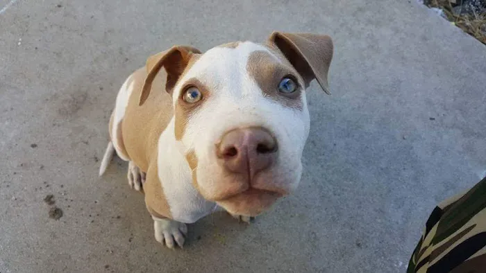 Haven Animal Hospital 9