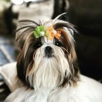 Animal Medical Center ico