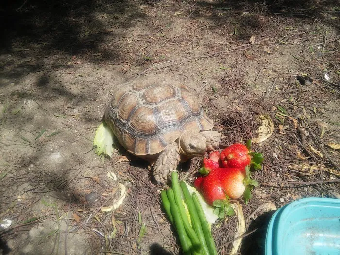 Animal Medical Center 7