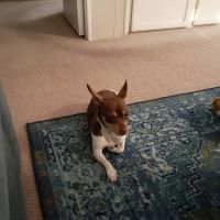 Headley Dusty DVM ico