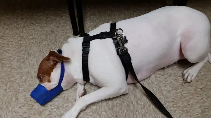 Acacia Animal Hospital 4
