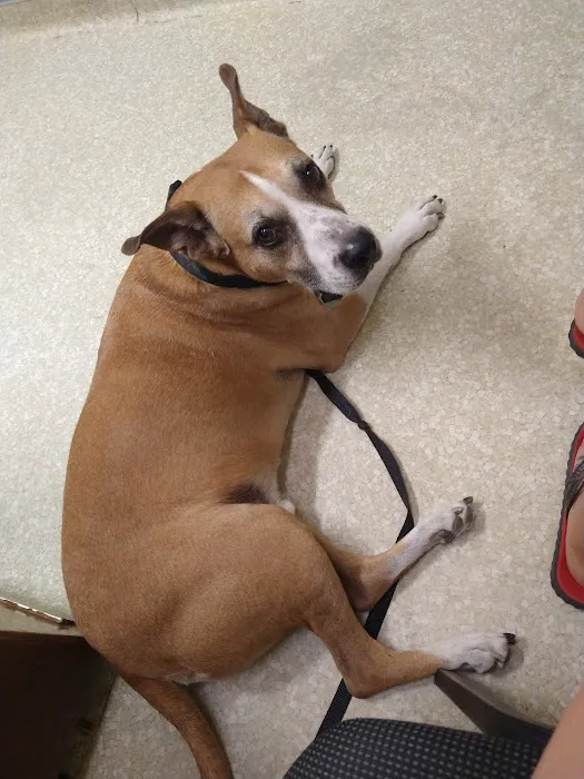 Buena Vista Pet Clinic 1