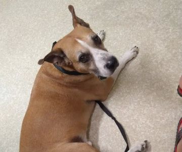 Buena Vista Pet Clinic