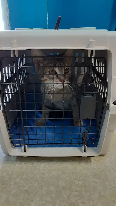 Buena Vista Pet Clinic 8