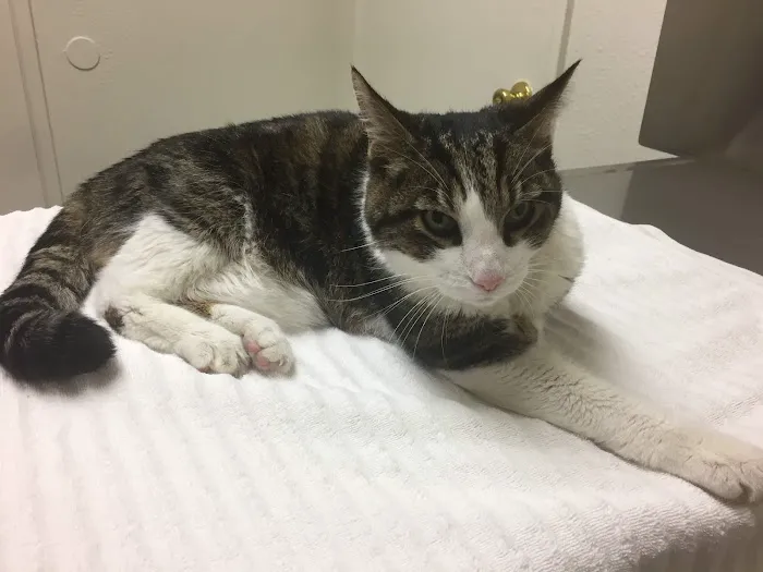 Hemet Animal Hospital: Kaylor Barbara DVM 4