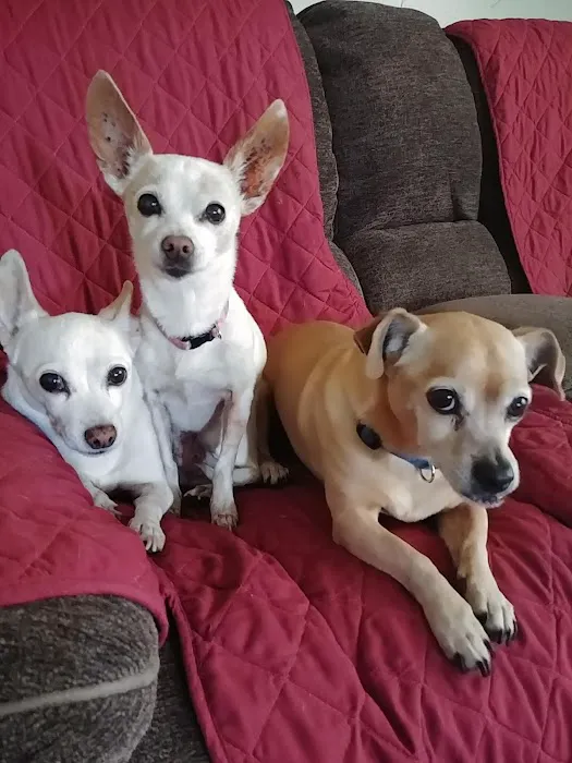 Hemet Animal Hospital: Kaylor Barbara DVM 3