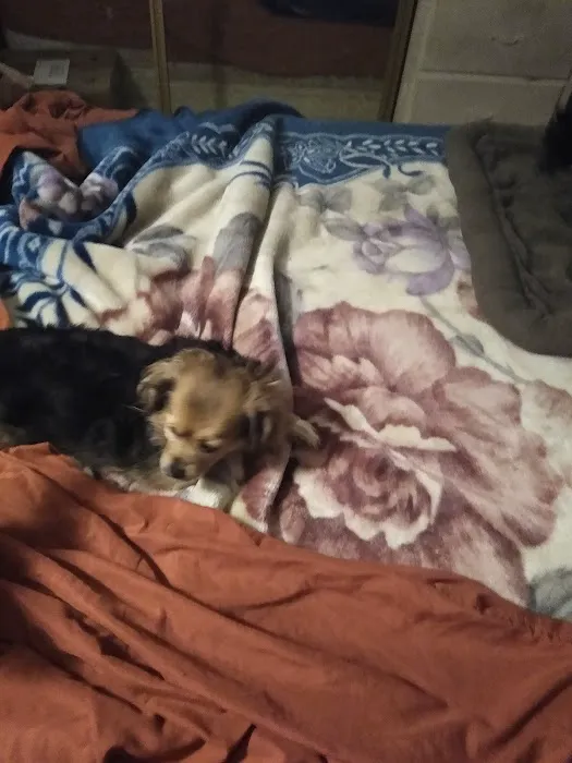 Hemet Animal Hospital: Kaylor Barbara DVM 6