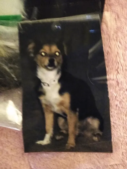 Hemet Animal Hospital: Kaylor Barbara DVM 8