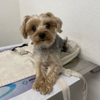 Hemet Animal Hospital ico