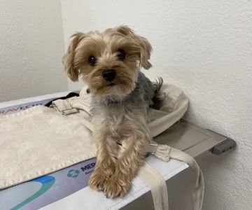 Hemet Animal Hospital
